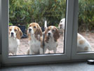 Beaglemeute wartet auf Futter